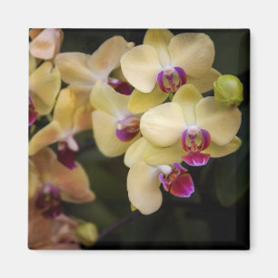 Aimant Orchidées roses et jaunes