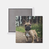 Aimant Oreiller à lancer de chien de taureau français (Recto/Verso)