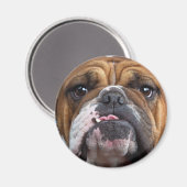 Aimant Oreillers à lancer de Bulldog anglais (Recto/Verso)