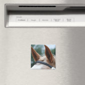 Aimant oreilles de cheval (In Situ (Lave-vaisselle))
