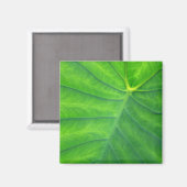 Aimant Oreilles éléphantes - Colocasia (Recto/Verso)