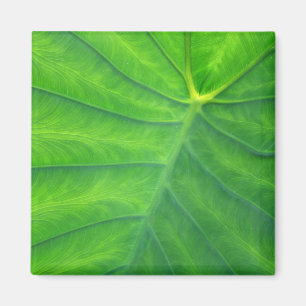 Aimant Oreilles éléphantes - Colocasia