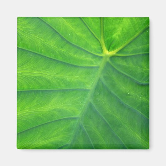 Aimant Oreilles éléphantes - Colocasia (Devant)