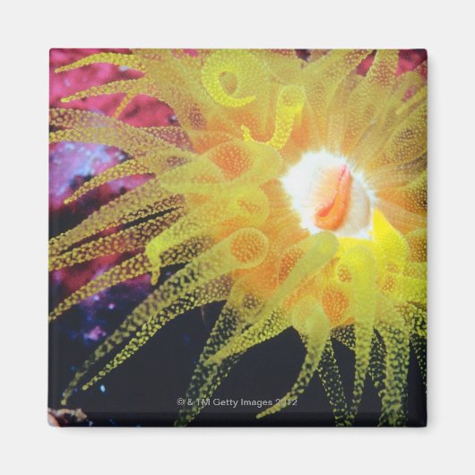 Aimant Organisme sous-marin (Devant)