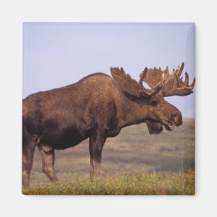 Aimant orignal, Alces alces, taureau avec grands bois