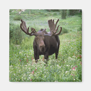 Aimant Orignal mâle (Alces alces) dans les fleurs sauvage