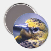 Aimant Oriole Baltimore, Femme (Recto/Verso)