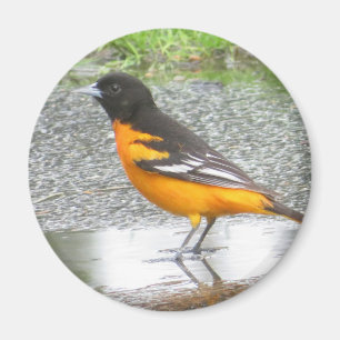 Aimant Oriole de Baltimore