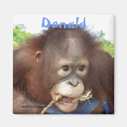 Aimant Orphelin Bornéo OFI d'orang-outan de Donald (Devant)