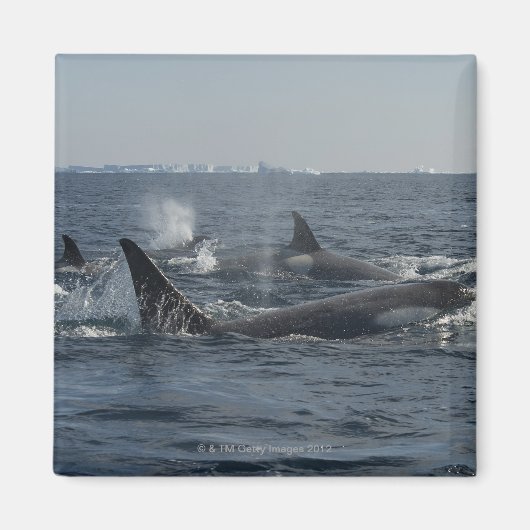 Aimant orque (Devant)