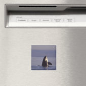 Aimant Orque (Orque orcinus) émergeant près de (In Situ (Lave-vaisselle))