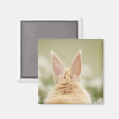 Aimant Oryctolagus cuniculus 2 (Recto/Verso)