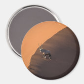 Aimant Oryx à la limite, Namibie (Recto/Verso)