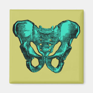 Aimant Os humains de bassin d'anatomie