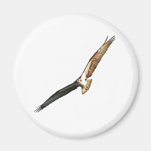 Aimant Osprey