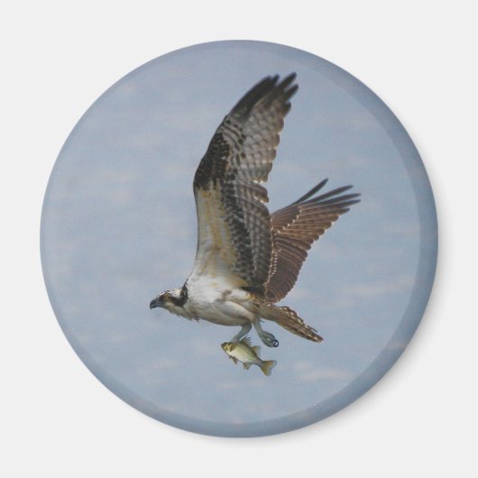 Aimant Osprey (Devant)