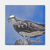 Aimant Osprey Bird (Devant)