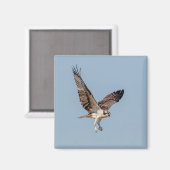 Aimant Osprey juvénile en vol (Recto/Verso)