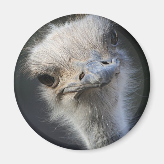 Aimant Ostrich (Devant)