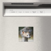 Aimant Ostrich (In Situ (Lave-vaisselle))