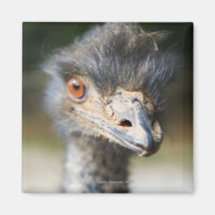 Aimant Ostrich