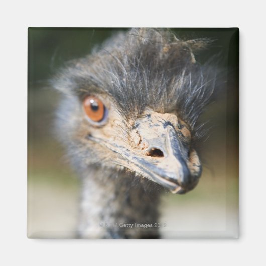 Aimant Ostrich (Devant)