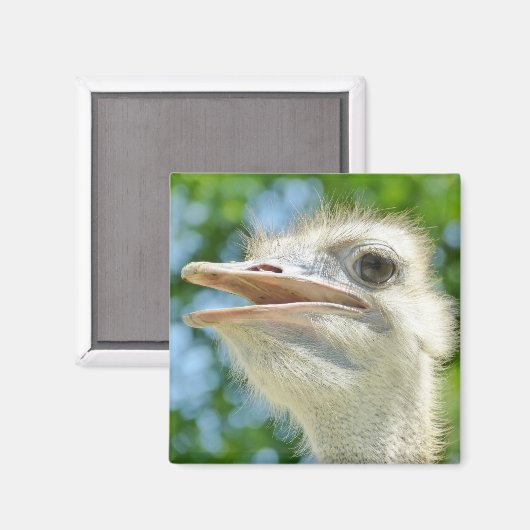 Aimant Ostrich Funny Portrait Photo (Recto/Verso)