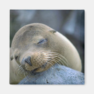 Aimant Otarie de bébé, îles de Galapagos