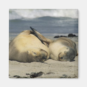 Aimant Otaries australiennes, Neophoca cinerea),