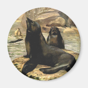 Aimant Otaries de Californie par CE Swan, Animaux Vintage
