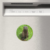 Aimant Otter (In Situ (Lave-vaisselle))