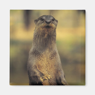 Aimant Otter d'alerte