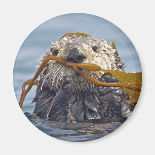 Aimant Otter enrobé dans Kelp.Magnet (Devant)