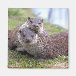 Aimant Otterly dans l'aimant d'amour