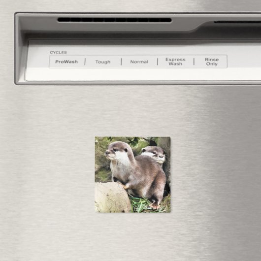 AIMANT OTTERS (In Situ (Lave-vaisselle))