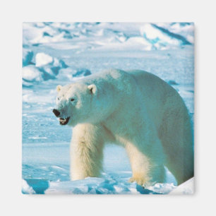 Aimant Ours blanc
