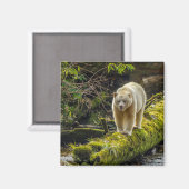 Aimant Ours blanc | Colombie-Britannique, Canada (Recto/Verso)