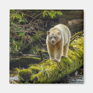 Aimant Ours blanc Colombie-Britannique, Canada