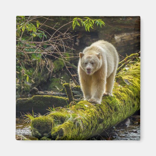 Aimant Ours blanc | Colombie-Britannique, Canada (Devant)