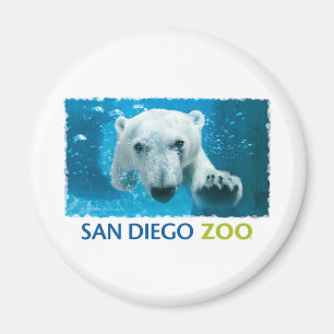 Aimant Ours blanc de zoo de San Diego