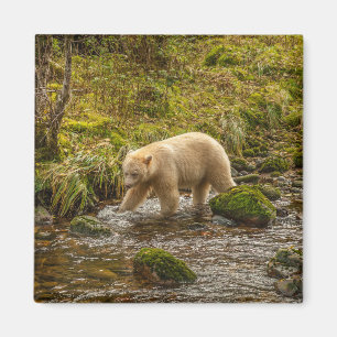 Aimant Ours blanc fantôme chasse le poisson dans le ruiss