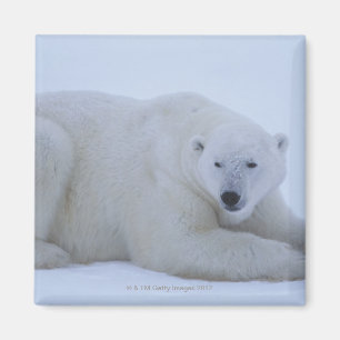 Aimant Ours blanc se reposant dans la neige