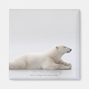 Aimant Ours blanc s'étendant sur un lac de glace