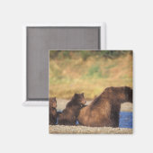 Aimant ours Brown, grizzli, semer avec des oursons, (Recto/Verso)