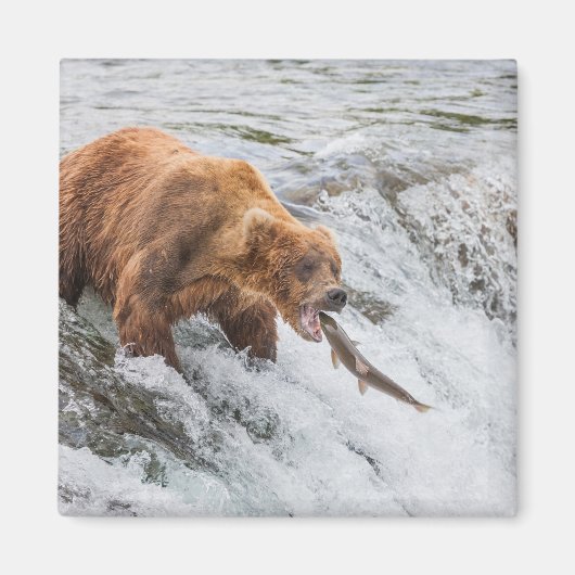 Aimant Ours brun attrape un saumon rouge (Devant)