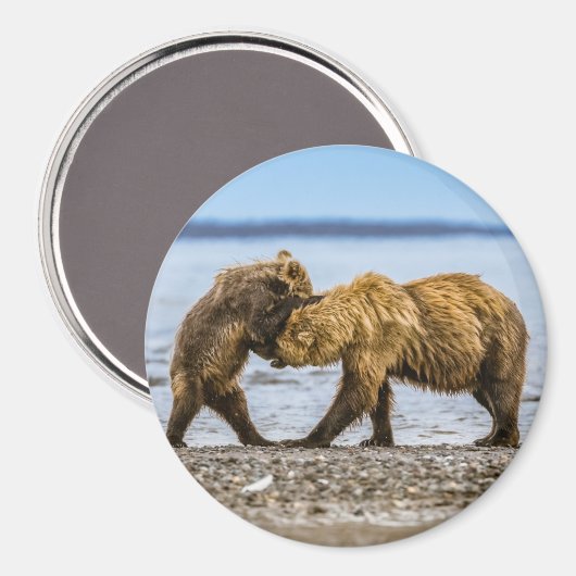 Aimant Ours brun côtier (Recto/Verso)