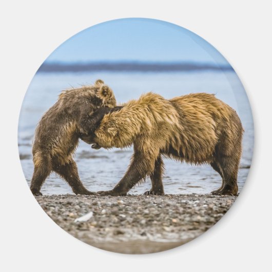 Aimant Ours brun côtier (Devant)