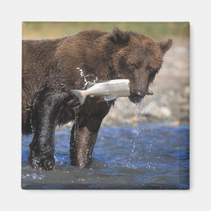 Aimant Ours brun, grizzly, avec prise de saumon,