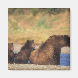 Aimant Ours brun, ours grizzly, truie avec ses oursons,