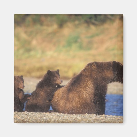 Aimant Ours brun, ours grizzly, truie avec ses oursons, (Devant)